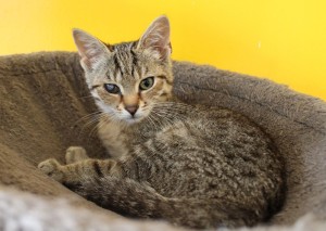 pirát (nová ves pod pleší)