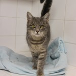 šedivka kunratická