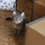 šedivka kunratická