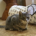 šedivka kunratická