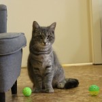 šedivka kunratická