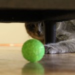 šedivka kunratická