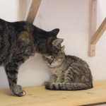 Hvězdička a Píďa