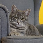 šedivka kunratická