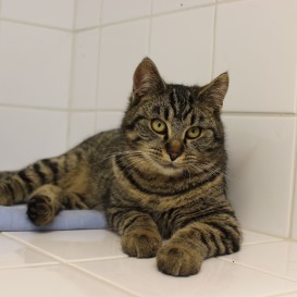 libušák 30/11/2018