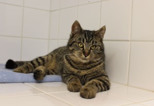 libušák 30/11/2018