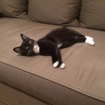 dálňa v novém domově)