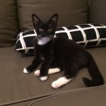 dálňa v novém domově