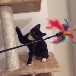 dálňa v novém domově