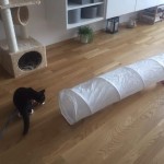 dálňa v novém domově