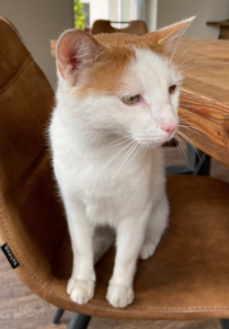 155037385_3932263453500867_6429445545350151533_n