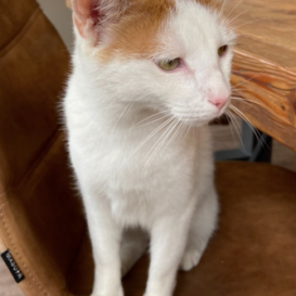 155037385_3932263453500867_6429445545350151533_n