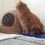 20210329_125209_resized