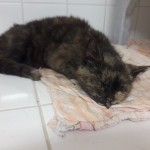 20210617_201506_resized