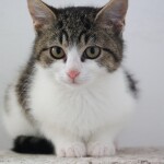 SAMSUNG CAMERA PICTURES