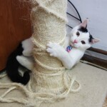 SAMSUNG CAMERA PICTURES