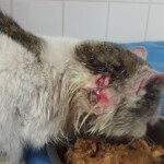 271757373_267712902125628_9107555767206974392_n