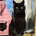 SAMSUNG CAMERA PICTURES