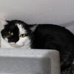 SAMSUNG CAMERA PICTURES