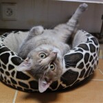 SAMSUNG CAMERA PICTURES