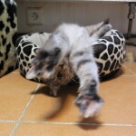 SAMSUNG CAMERA PICTURES