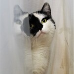 SAMSUNG CAMERA PICTURES