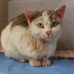 SAMSUNG CAMERA PICTURES