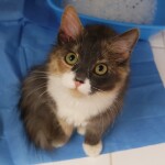 SAMSUNG CAMERA PICTURES