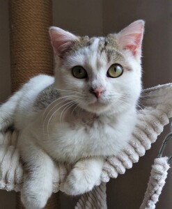 SAMSUNG CAMERA PICTURES