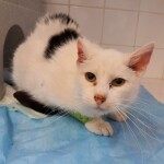 mazanec po příchodu