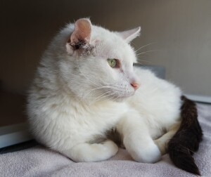 SAMSUNG CAMERA PICTURES