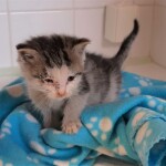 pp příchodu do útulku