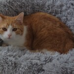 SAMSUNG CAMERA PICTURES