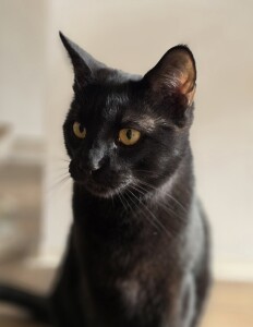 felix